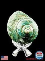 Hermit Crab Shells | Turbo Shells | Jade Green Turbo Shell 4"-4.5" | Hermit C
