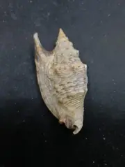 Euprotomus iredalei strombus 76mm Sea shell conch home decor beach #11945