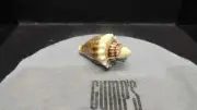 MONET "SEA SHELL" Collectible Enamel Keepsake Trinket Box Beach Ocean Conch