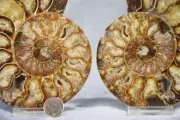 Large Ammonite Pair Nice Crystals 110myo Dinosaur age 133mm Fossil 5.2" 4286bb