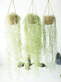 在飛比找松果購物優惠-藤蔓綠植空中垂掛假花室內裝飾牆面掛飾婚禮佈置 (8.3折)