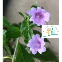 在飛比找蝦皮購物優惠-植plant&flower~馬藍 大青 南板藍根