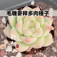 在飛比找蝦皮購物優惠-毛睫麥稈多肉種子 包發芽多肉種子 麥稈多肉 名貴多肉種子新品