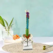 Human Spine Model Column Skeleton Spine Model for Biology Class Teaching Aid