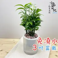 在飛比找蝦皮商城優惠-【小品文化】竹柏【現貨】3吋條紋圓免澆水盆栽 懶人盆栽 觀葉