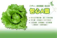 在飛比找Yahoo!奇摩拍賣優惠-【振華育苗】包心萵苣種子 Lettuce 包心A菜 結球萵苣