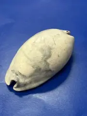 RARE Fossilized COWRIE Shell From Central Florida Pliocene Era.