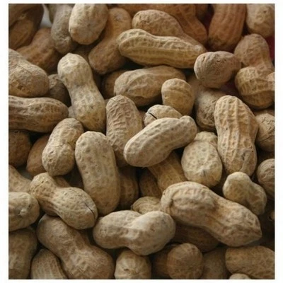 In Shell Peanuts #1 Fancy 50 Lbs by Alpine Dairy