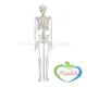 人體骨骼模型 85cm