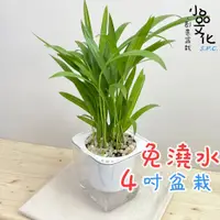 在飛比找蝦皮商城優惠-【小品文化】黃椰子【現貨】4吋透明免澆水盆栽 室內植物 懶人