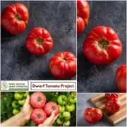 Tomato - Rosella Crimson seeds
