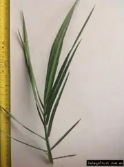 Buy Date Khadrawy Fruiting Palm Trees (Phoenix dactylifera)