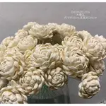 大理花 索拉花 貝力花 非洲菊 牡丹 陸蓮 向日葵  蓪草花 永生花 乾燥花材 乾燥花束