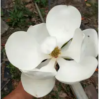 在飛比找蝦皮購物優惠-木蓮花/洋玉蘭/荷花玉蘭，十五年樹齡 移植袋裝完成隨時可移植