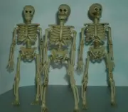 Three 1/12 Scale Human Skeleton Figures 6" Basic Plastic Halloween Skull & Bones