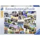 德國Ravensburger 維寶拼圖-紐約不夜城照片集(5000P) RV17433