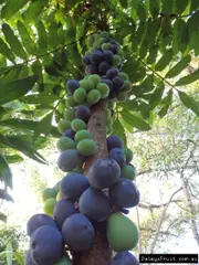 Buy Davidsons Plum Fruit Trees in Australia [Category]