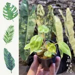 「蕨醒之路」斑葉橘梗蔓綠絨組培苗  觀葉植物 小苗PHILODENDRON BILLIETIAE VARIEGATED