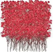 Coume 50 Pcs Dried Baby Breath Flowers, Red Mini Natural Gypsophila Dried Pressed Flowers for DIY Wedding Card, Home Party Decor, Making Crafts Flora