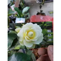 在飛比找蝦皮購物優惠-李家果苗 鮮奶油 茶花苗 3吋盆 極小花 玫瑰重瓣花型 高度