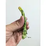 縞馬錦 蘿藦科 多肉植物
