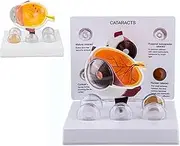 Cataract Eyeball Anatomy Model, Cornea Eyeball Lesion Model, Anatomical Eyeball Model, Eye Physician Research Model, Anatomy Model for Doctor's Office and Classrooms, Medical Learning Resources ﻿
