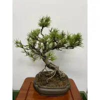 在飛比找蝦皮購物優惠-「藝樹植栽」日本八房五葉松-精品盆栽-小品盆栽