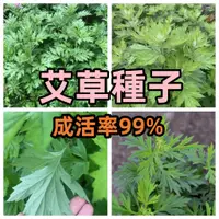 在飛比找蝦皮購物優惠-新店大酬客🔥【艾草種子】香艾 艾蒿種子籽 四季可種植 新手易