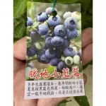 卉迎園藝 暖地小藍莓5寸盆/水果樹苗/新興果樹