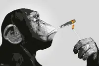 在飛比找有閑購物優惠-STEEZ / Smoking Monkey（猴子點菸）英國