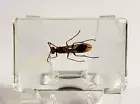 43mm Real Golden Paper Wasp in Clear Lucite Resin Science Education Specimen