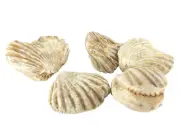 Brachiopod species 5pc' Khouribga Anti Atlas Mtns Morocco (EA6590) fossil shell