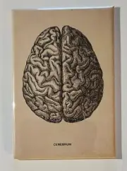 Cerebrum Brain Diagram Refrigerator Magnet 2" by 3" Vintage