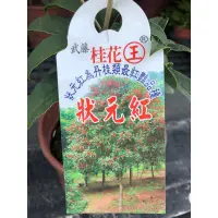 在飛比找蝦皮購物優惠-武藤 狀元紅  桂花/5吋～多年生常綠花香小喬木/丹桂類最艷