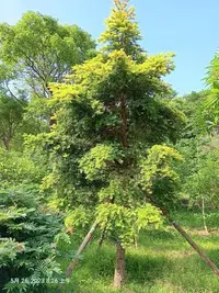 在飛比找Yahoo!奇摩拍賣優惠-【竹林農莊】台灣油杉 ... 坪林 圓葉