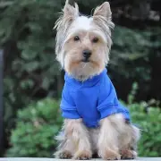 Flex-Fit Hoodie- Blue SMALL