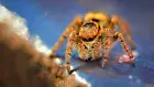Anime Animal Spider Jumping Spider Gaming Mat Desk 1230