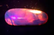 Cretaceous Plant Stem in Burmite Amber Fossil Gem Dinosaur Age Blue Fluorescence
