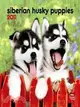 Siberian Husky Puppies 2011 Calendar