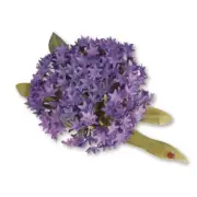 Sizzix Thinlits Die Set, Flower Globe Allium, Blister 6pces,7, 62x3,81cm-0,