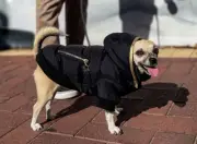 Huskimo Gangsta Black Dog Jumper Coat with Hoodie - Wonderful for Winter