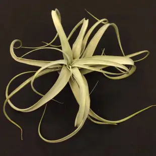 空氣鳳梨－霸王鳳 X 香檳－Tillandsia xerographica Xchiapensis－極美絨毛優雅交種