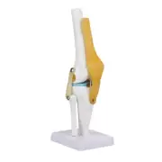 Life Size Human Knee Joint Model For Skeleton Anatomy Study Teach With Ligament