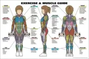 WOMENS EXERCISE AND MUSCLE GUIDE Fitness Workout Anatomy 24x36 Wall Chart POSTER