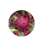 Chicory Palla Rosa - Seed Packet - Untreated Seed - Autumn - Spring
