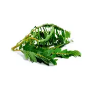Sun Dried Sesbania Grandiflora Leaves (kathurumurunga)