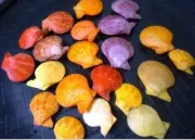 20 PCS shell ART supply Chlamys Senatoria 1.5 to 2.5 inches F+++/GEMhigh quality