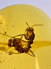 A101 BU1567 Very Large Gerontoformica Ant in Burmese Amber Myanmar ~99mya