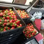 2023/11/20 更新。 苗栗大湖 新鮮草莓香水品種