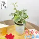 【小品文化】常春藤【現貨】3吋杯子免澆水盆栽 懶人盆栽 觀葉植物 室內植物 自動吸水 創意花盆 居家辦公盆花